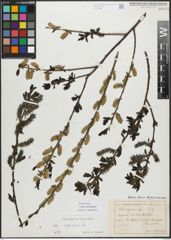 Foto von Salix myrsinifolia Salisb.
